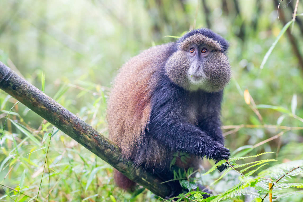 Singe dans le parc national des volcans au Rwanda