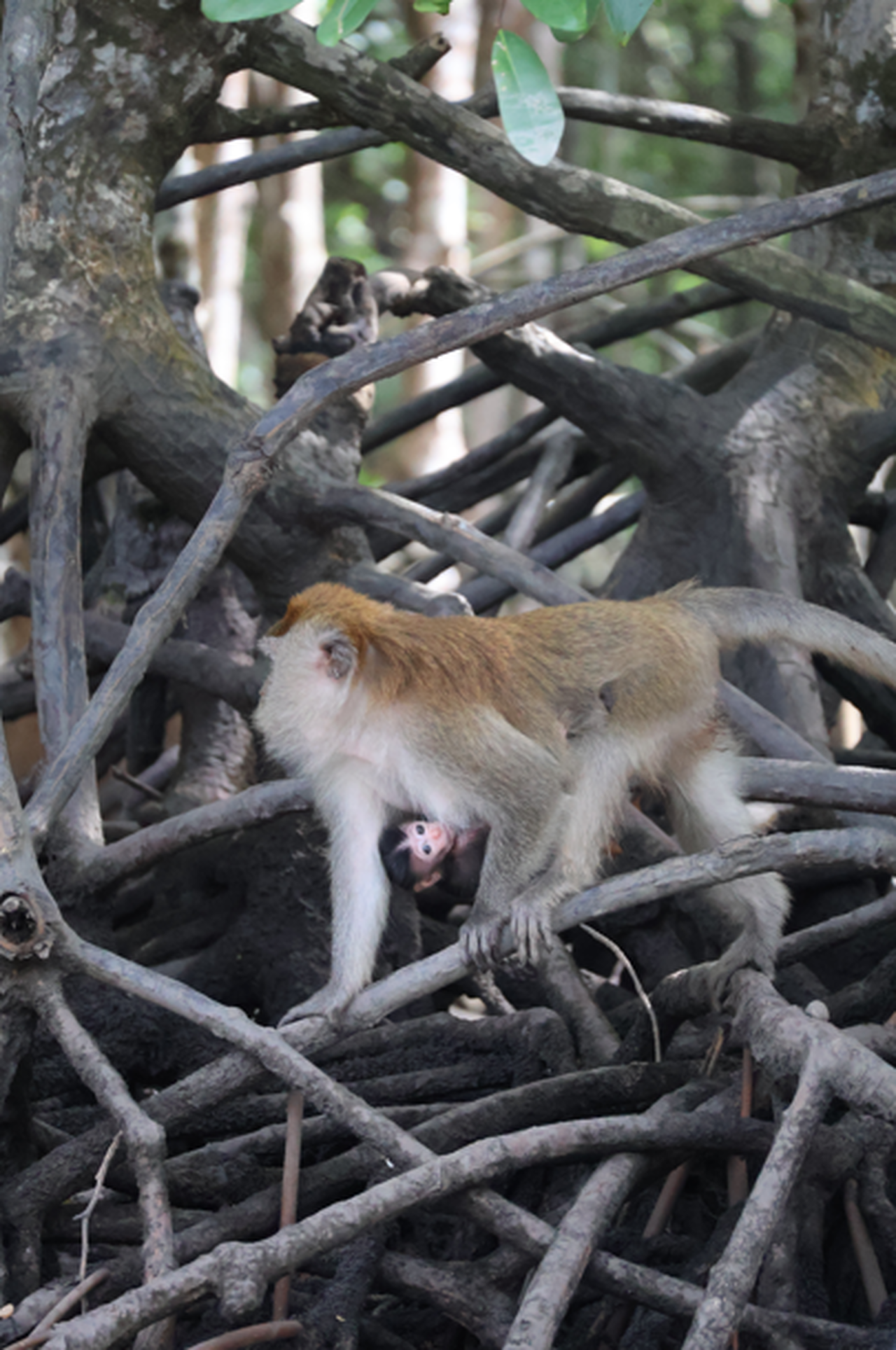 Singe dans un forêt tropicale en Malaisie