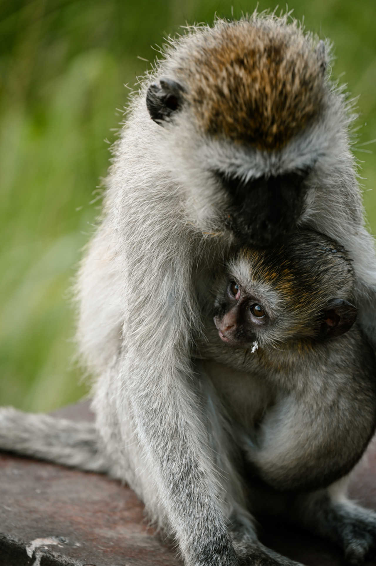 singe et son bébé au Kenya