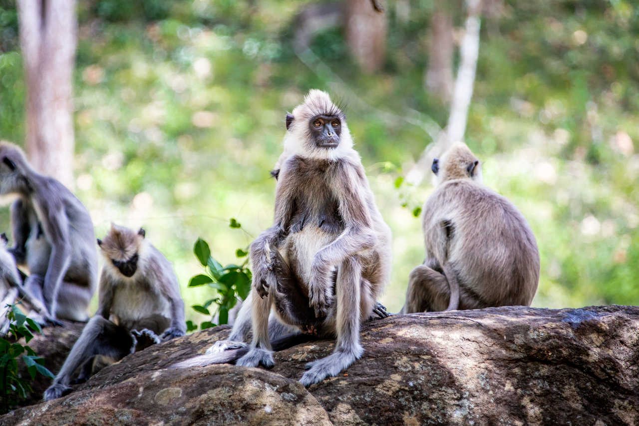 Singe Langur gris du Sri Lanka