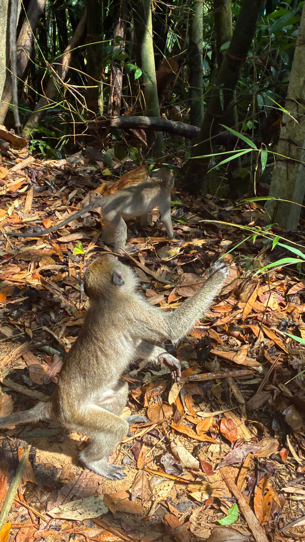 Singes dans la parc national de Khao Sok en Thaïlande