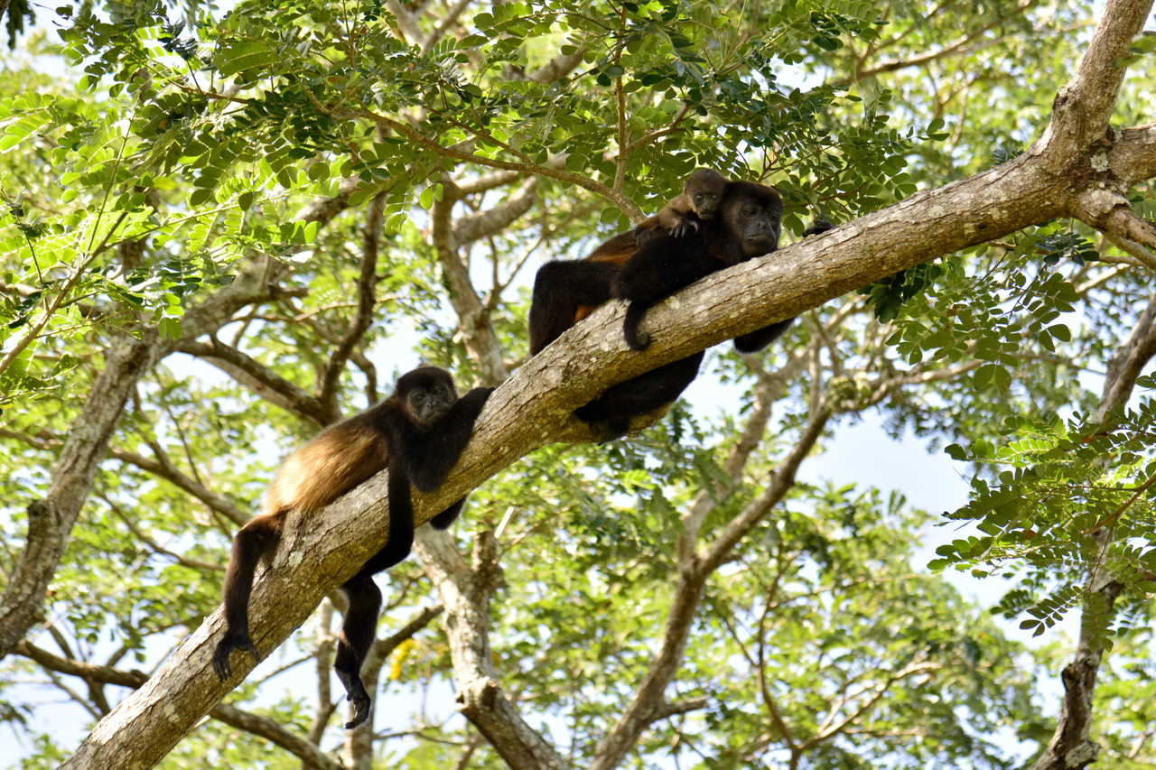 Singes hurleurs, île d'Ometepe au Nicaragua