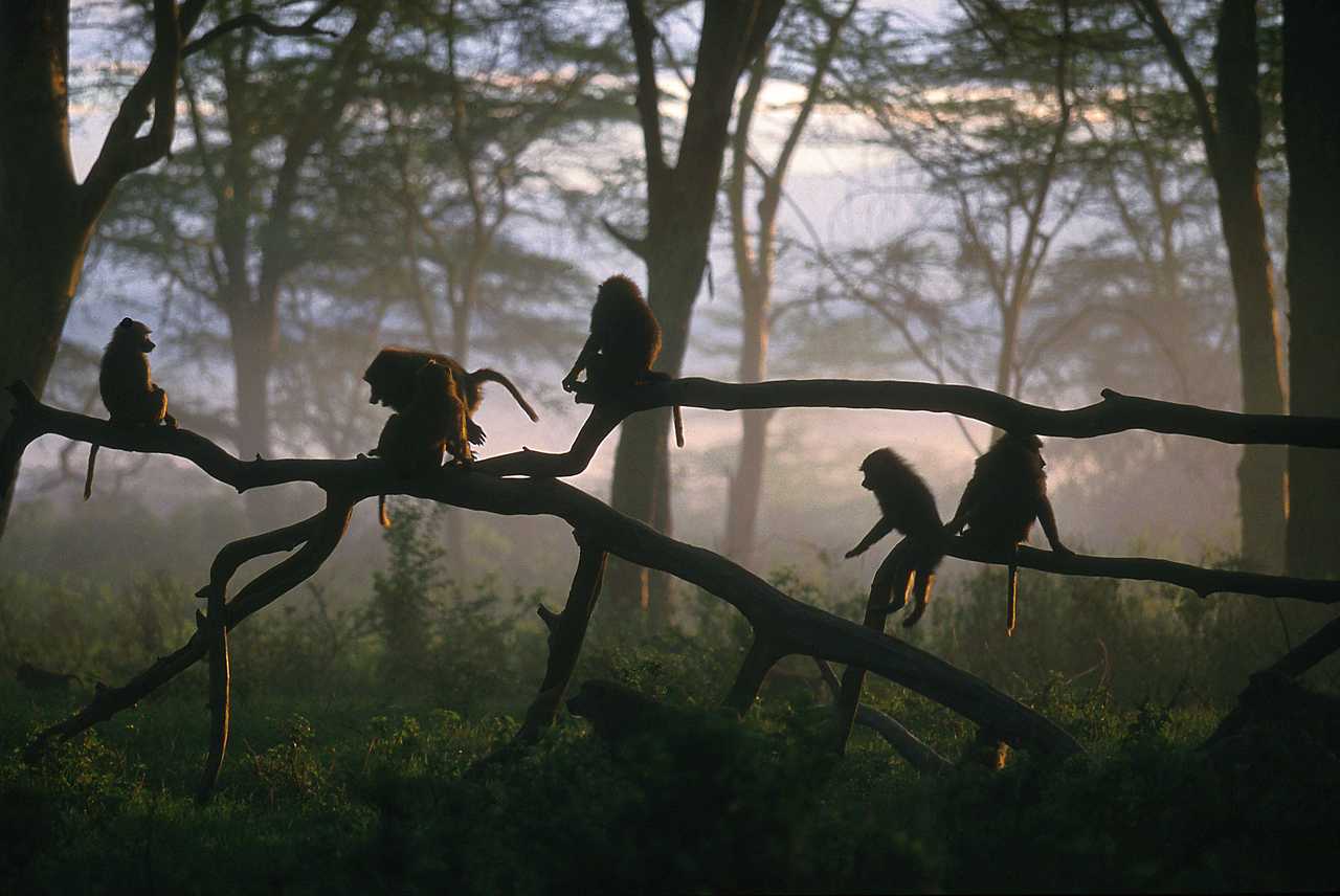 Singes sur une branche dans le parc de Manyara en Tanzanie