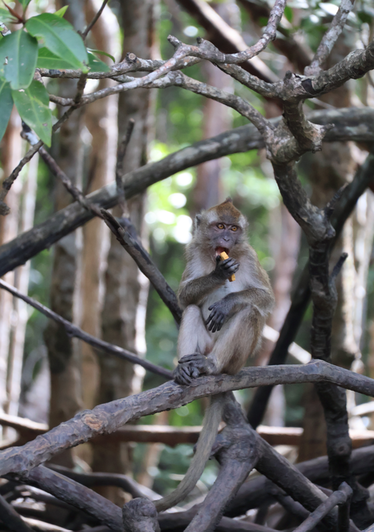 Single dans la forêt en Malaisie continentale