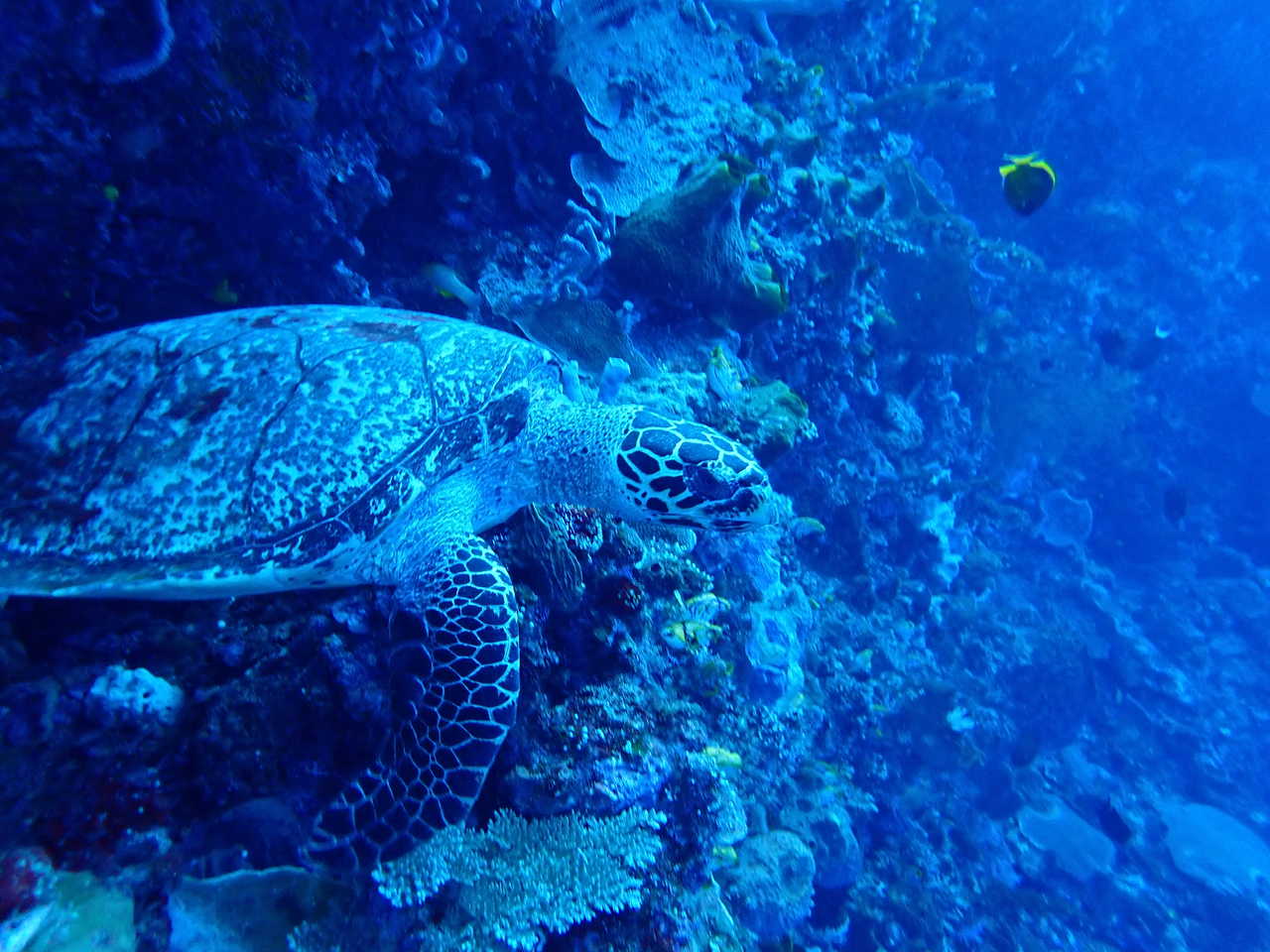 Snorkeling à Bunaken, Sulawesi, Indonésie