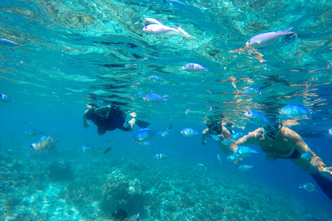 Snorkeling au milieu des poissons dans une eau turquoise
