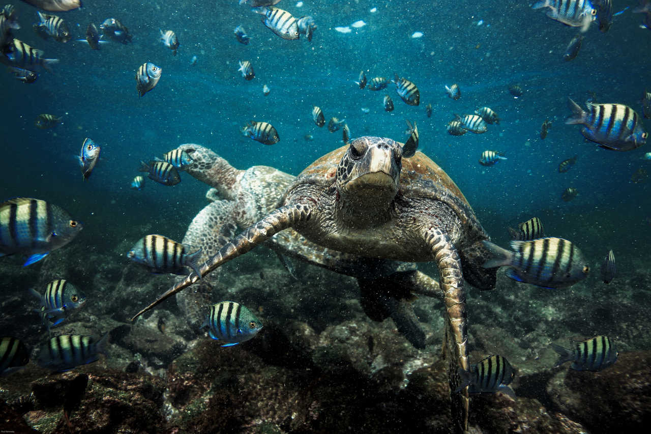 Snorkeling avec les tortues aux îles Galapagos en Equateur