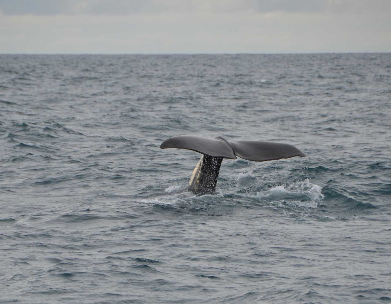 Sortie observation des baleines en Norvège