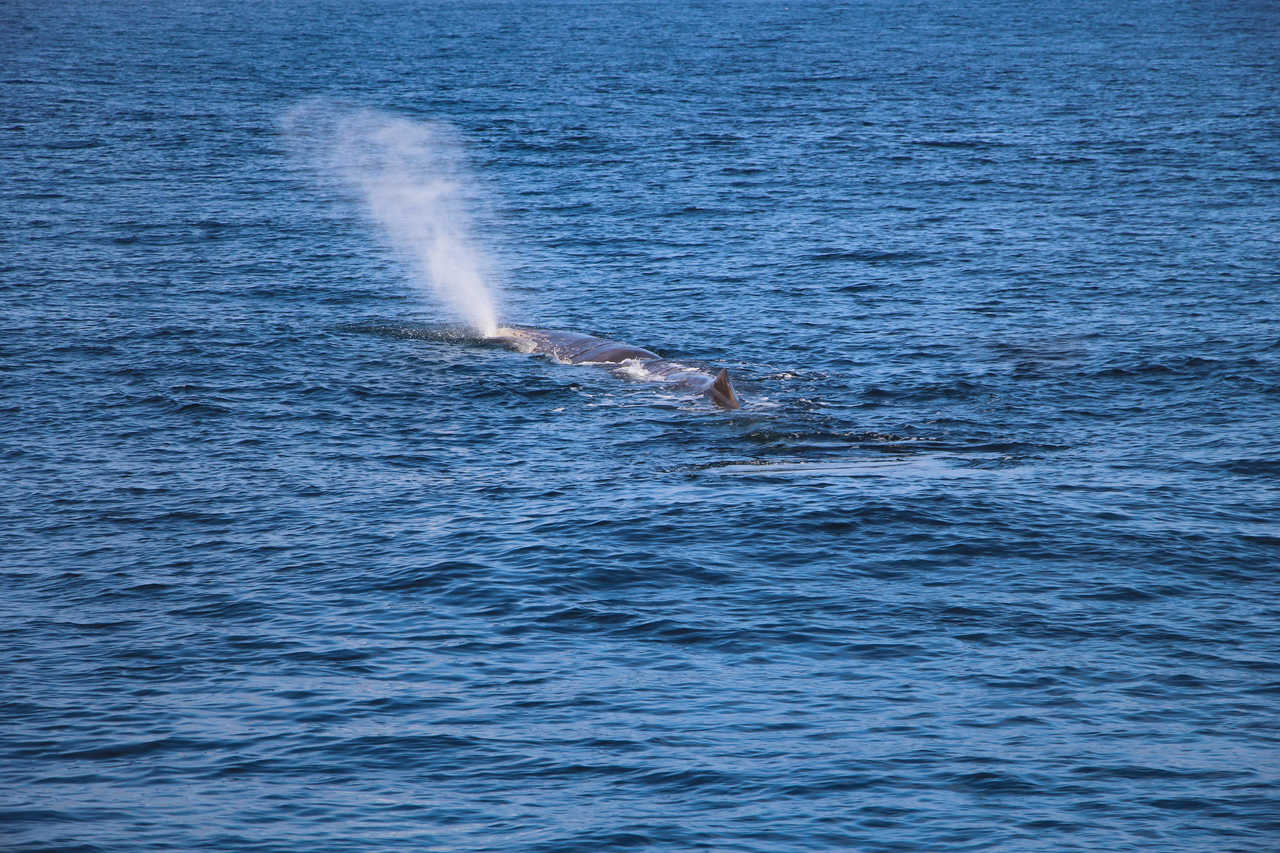 Souffle de cachalot, baleine en Norvège