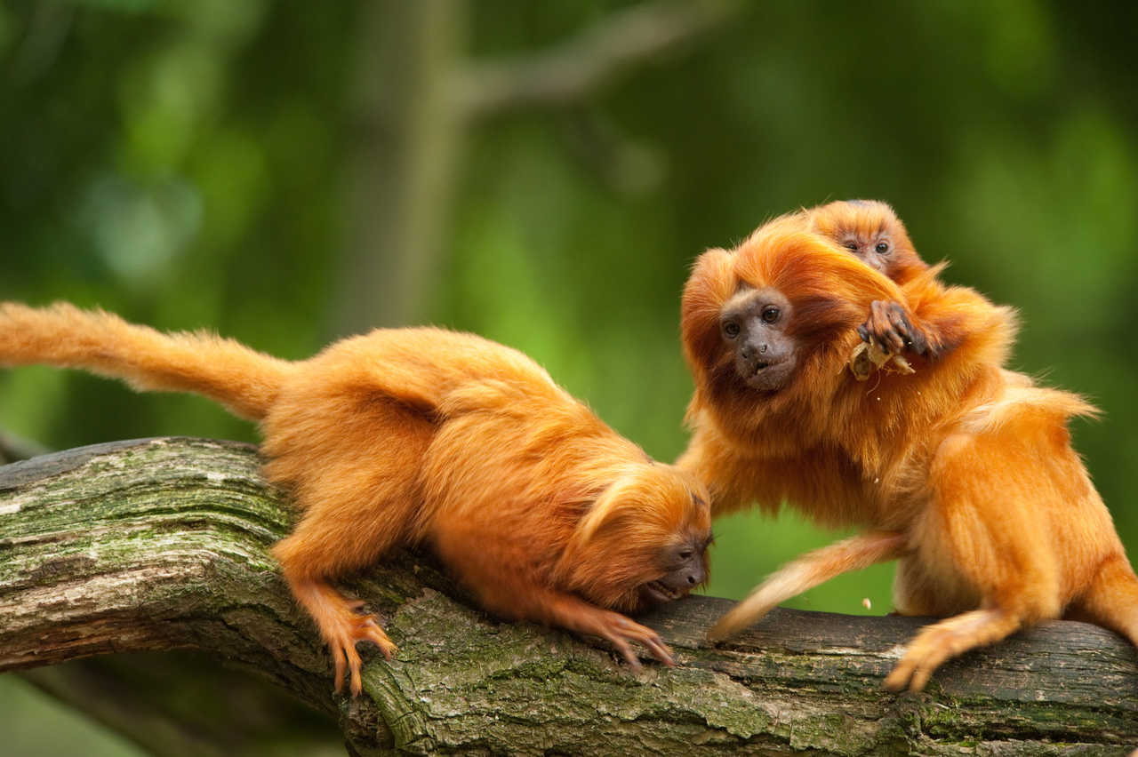 Tamarins lions dorés dans la forêt tropicale au Brésil