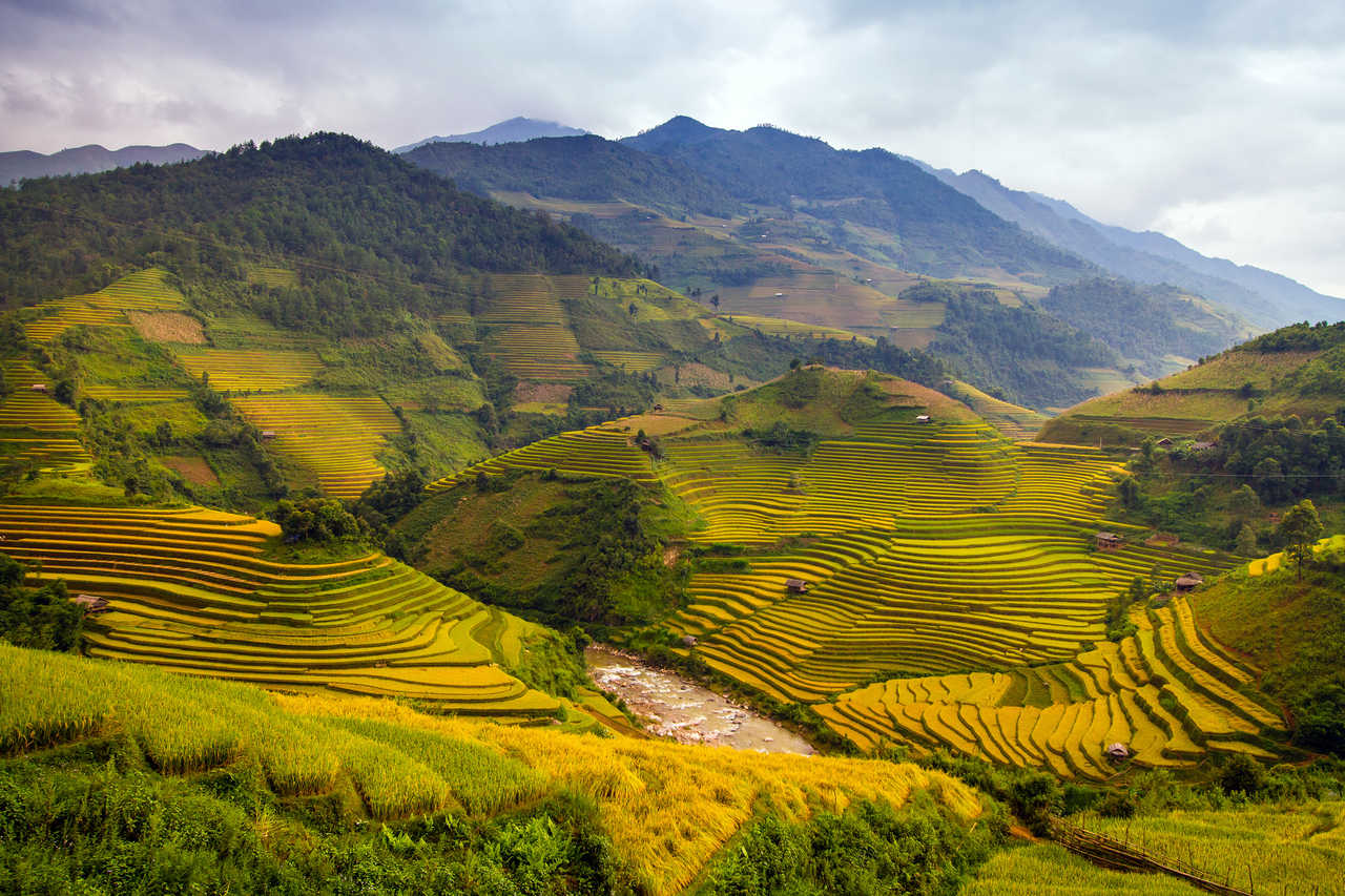 terrasses de rizières au Laos