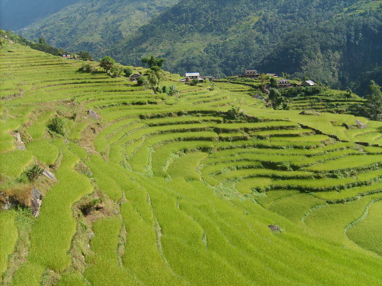terrasses de rizières au Népal