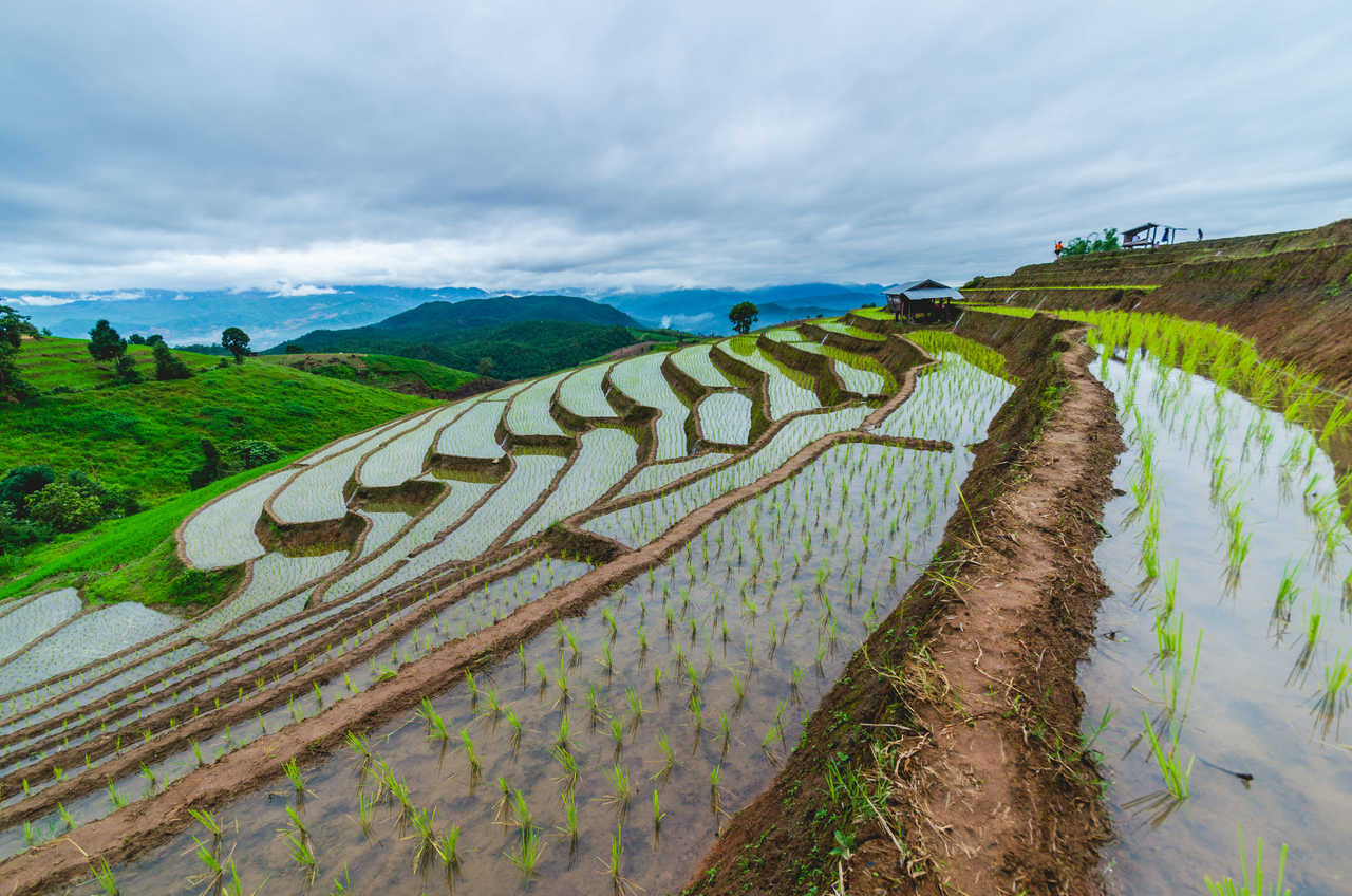 terrasses de rizières sur la montagne en Thaïlande