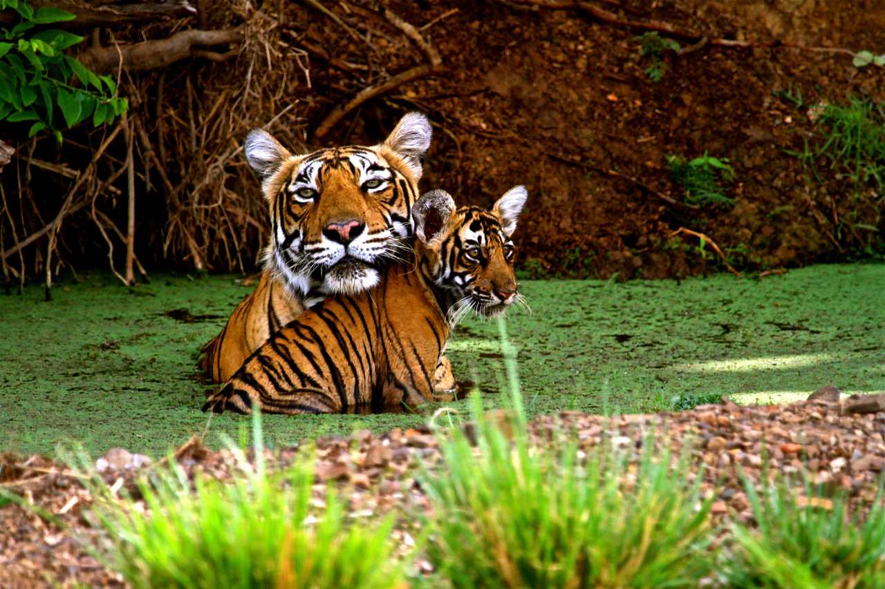 Tigres dans le Parc National de Bandhavgarh