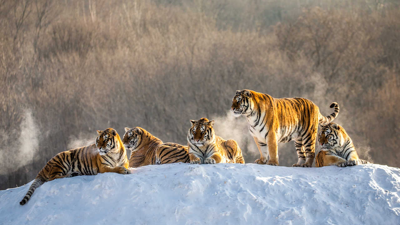 Tigres de Sibérie en Chine