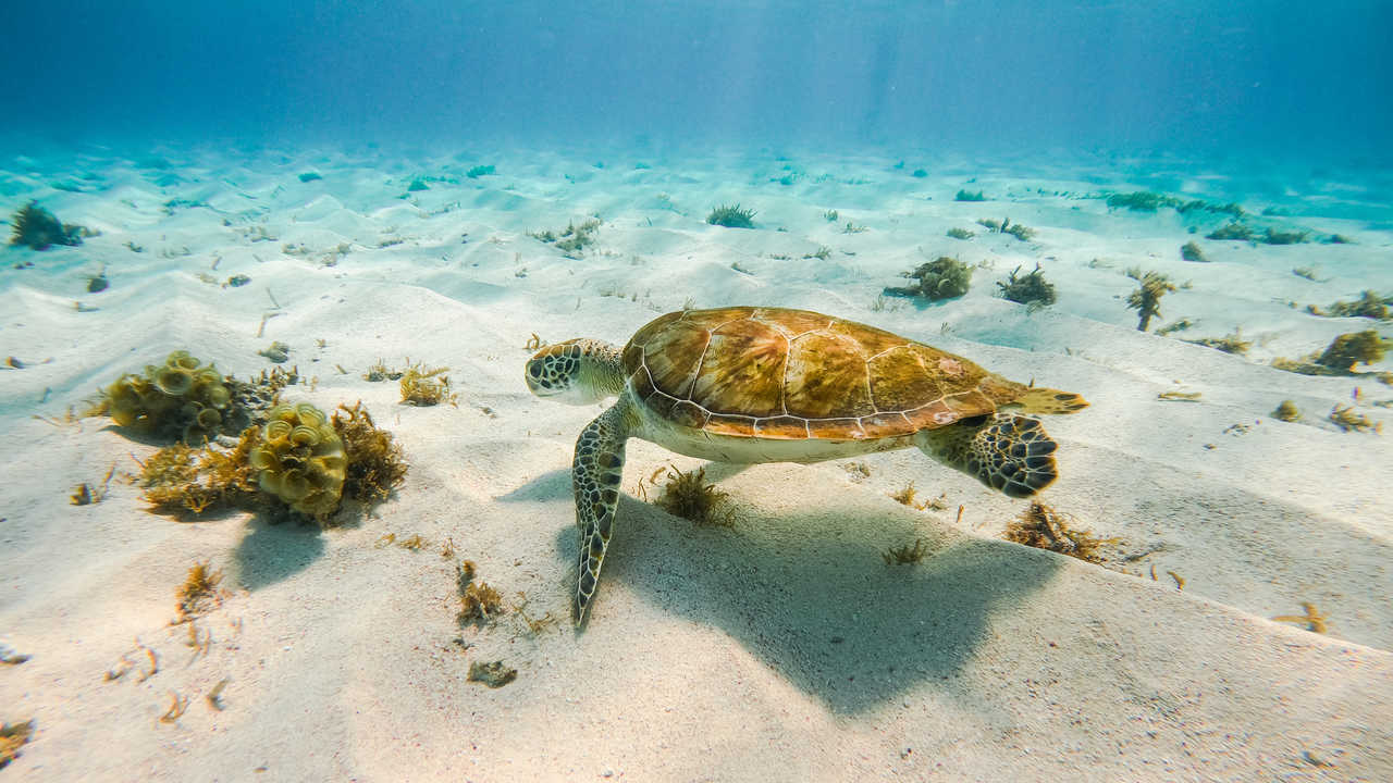 Tortue en Guadeloupe