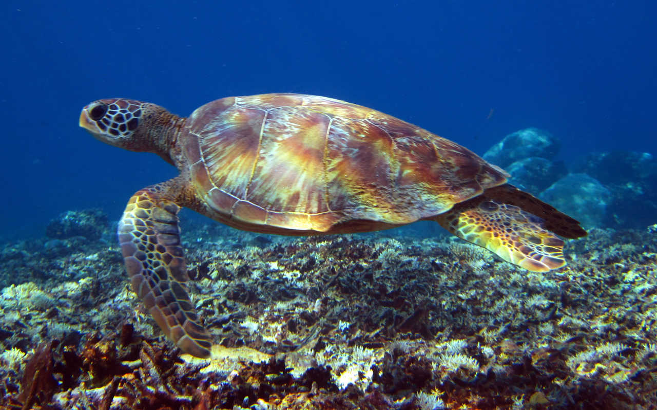 Snorkeling tortue île de Menjangan