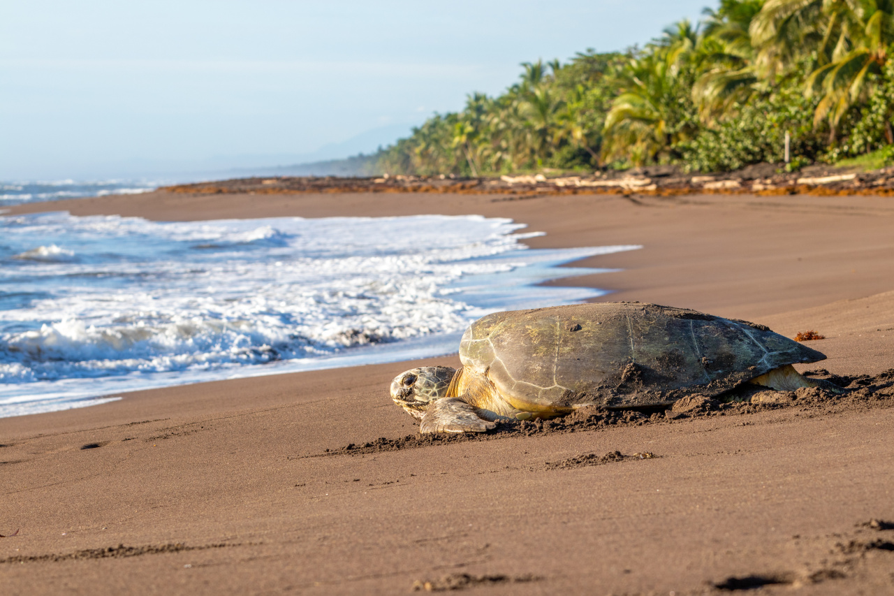 Tortue sur une plage Costa Rica