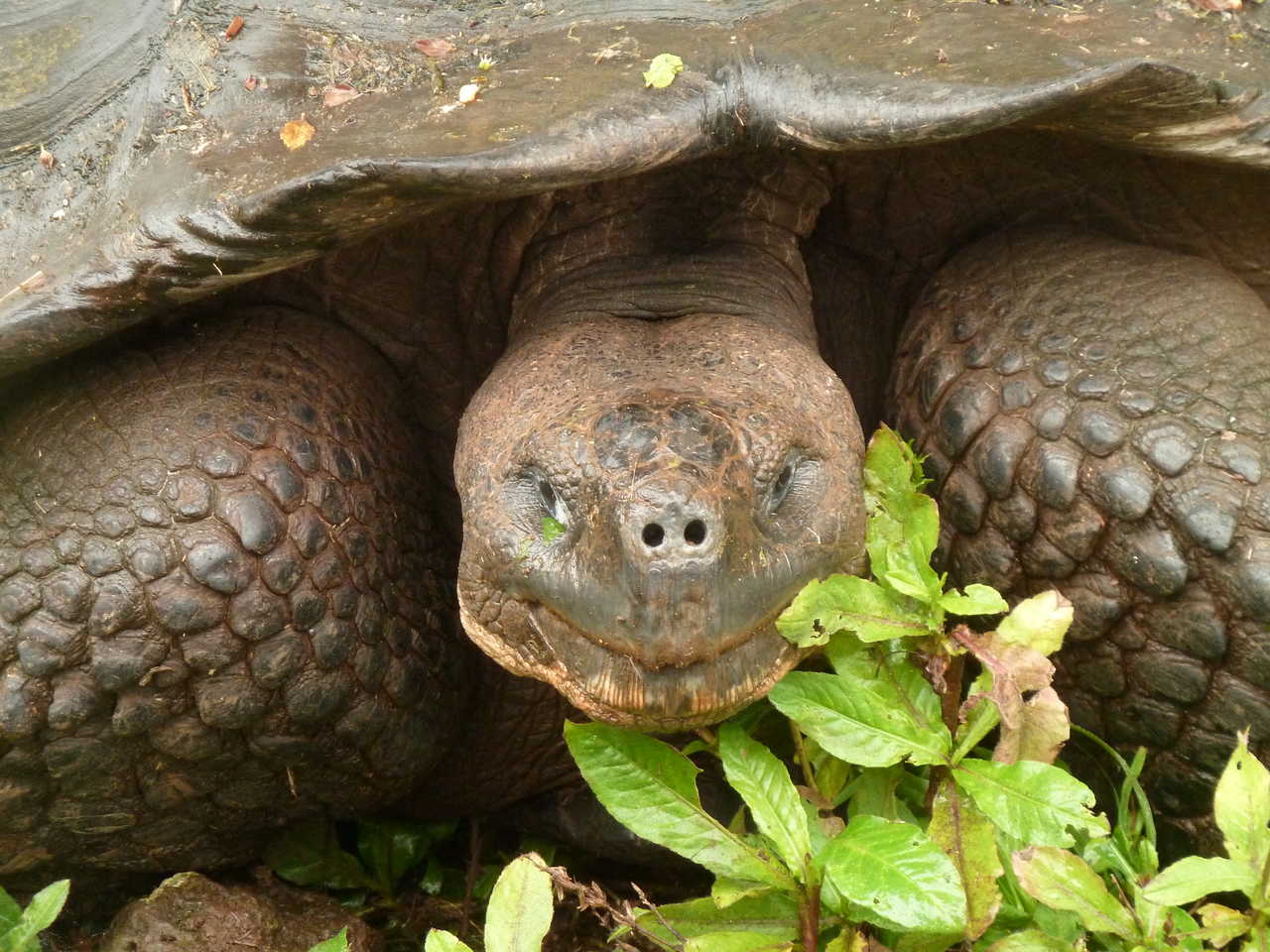 Tortue terrestre sur l'île de Santa Cruz aux Galapagos en Equateur
