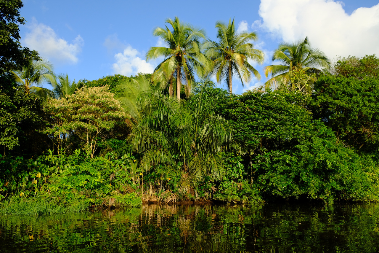 Tortuguero dans les Caraïbes Costa Rica