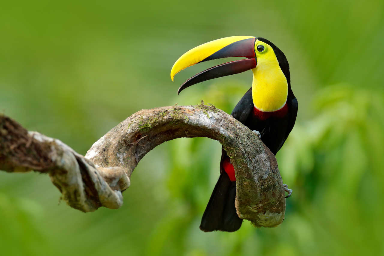 Toucan à mandibule châtaigne assis sur la branche sous une pluie tropicale dans la jungle