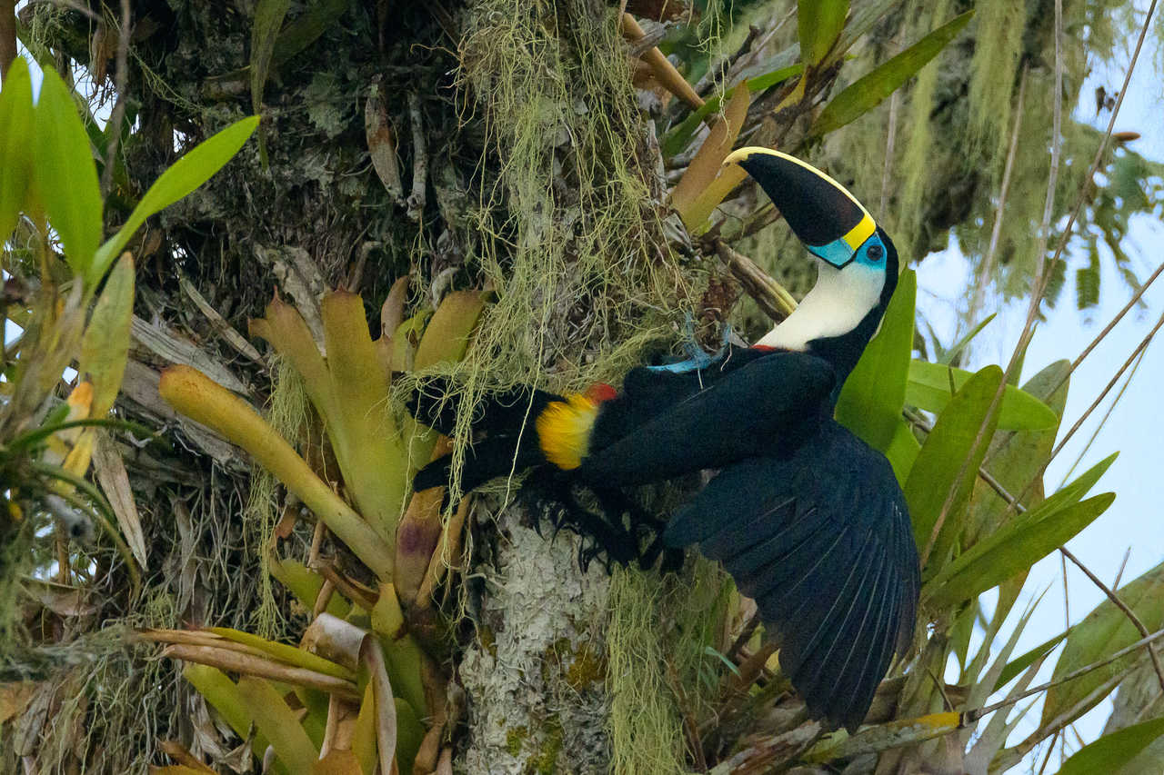 Toucan à poitrine blanche et à bec rouge, en Amazonie, à Cuyabeno, en  Équateur