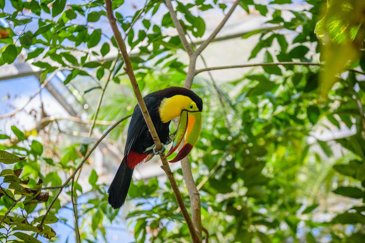 Toucan au bec multicolore perché sur une branche au cœur de la forêt tropicale, au Guatemala