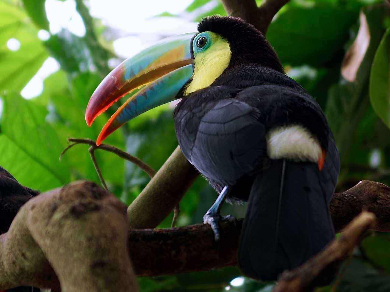 Toucan au Brésil