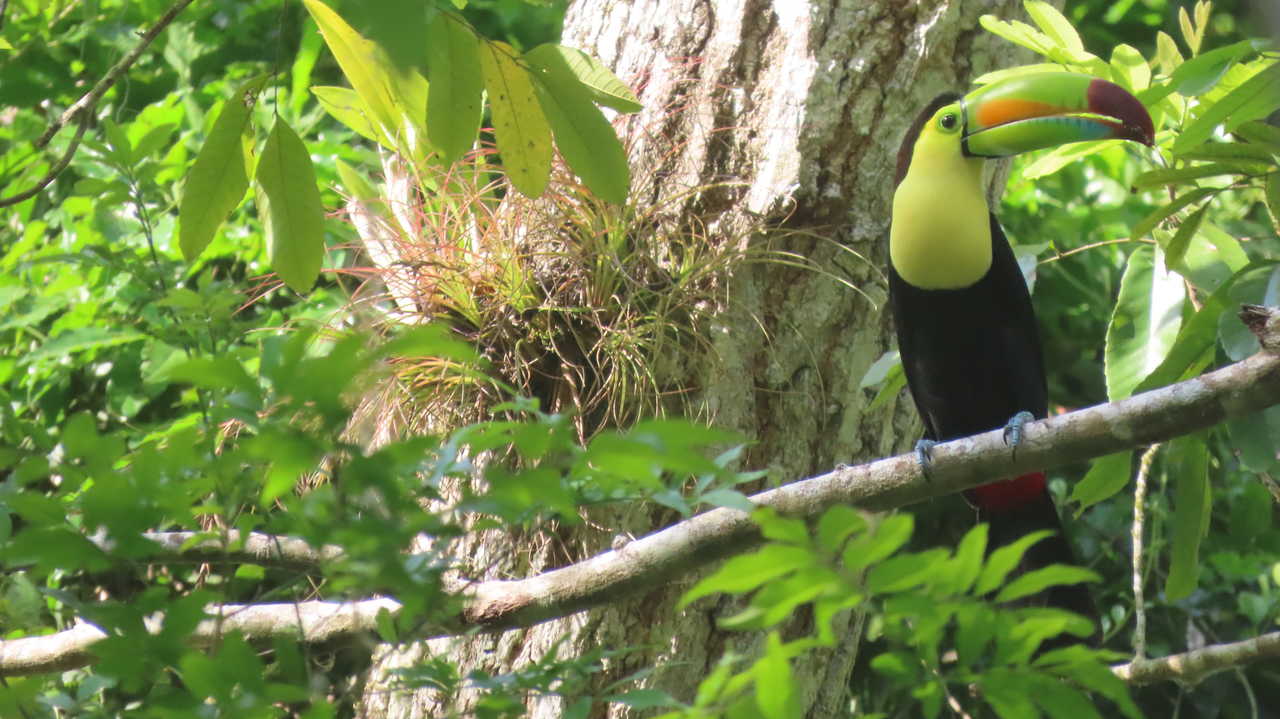 Toucan dans la jungle de Tikal au Guatemala © Grally Florian Toucan dans la jungle de Tikal au Guatemala