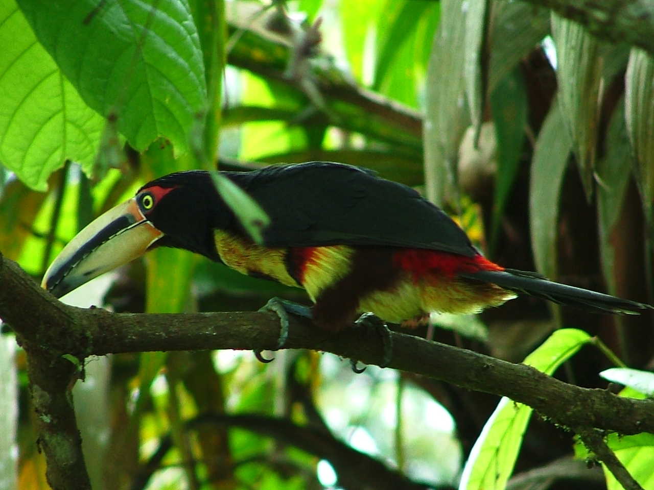Toucan en Amazonie, Equateur