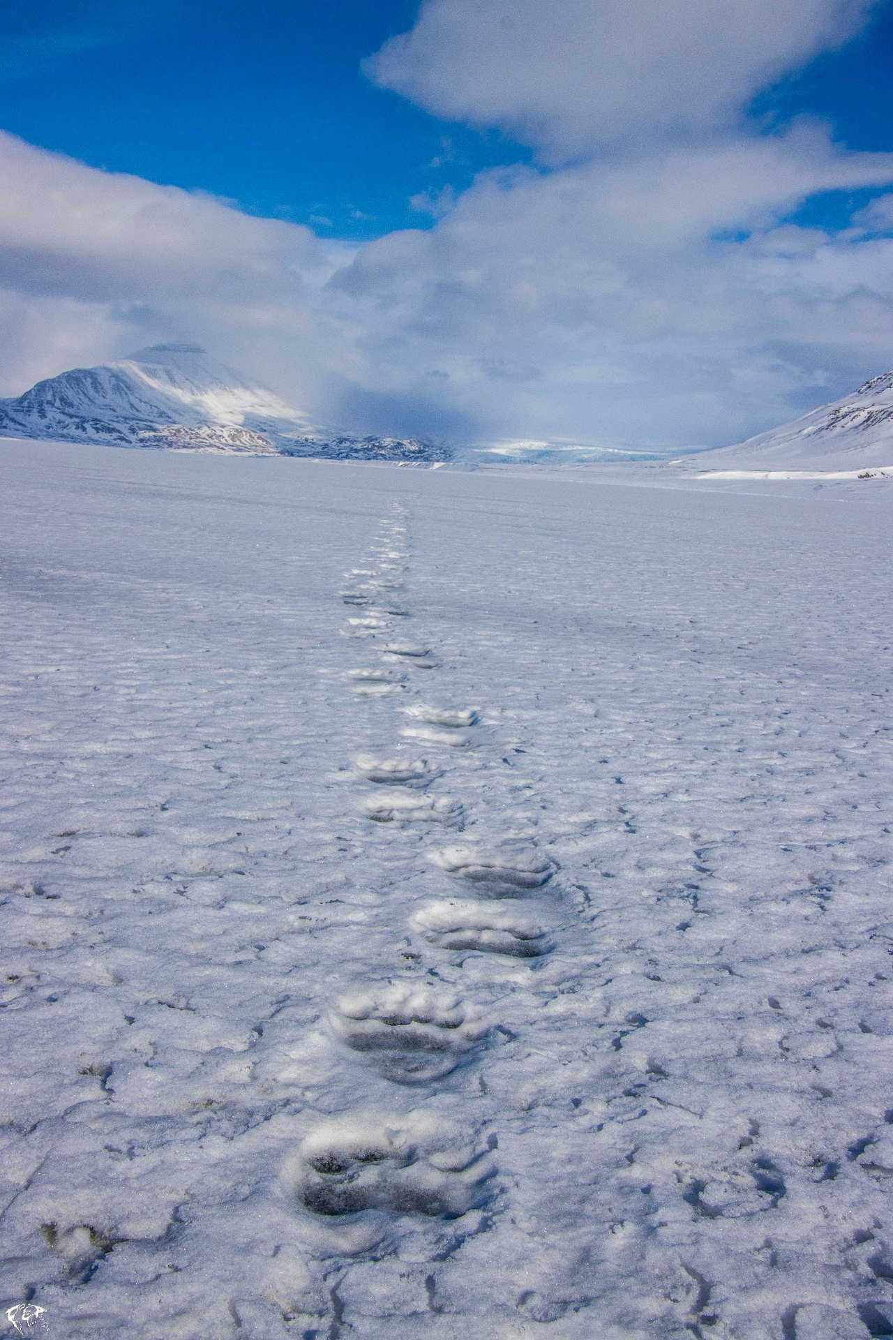 Traces d'ours polaire dans la neige en Arctique au Svalbard