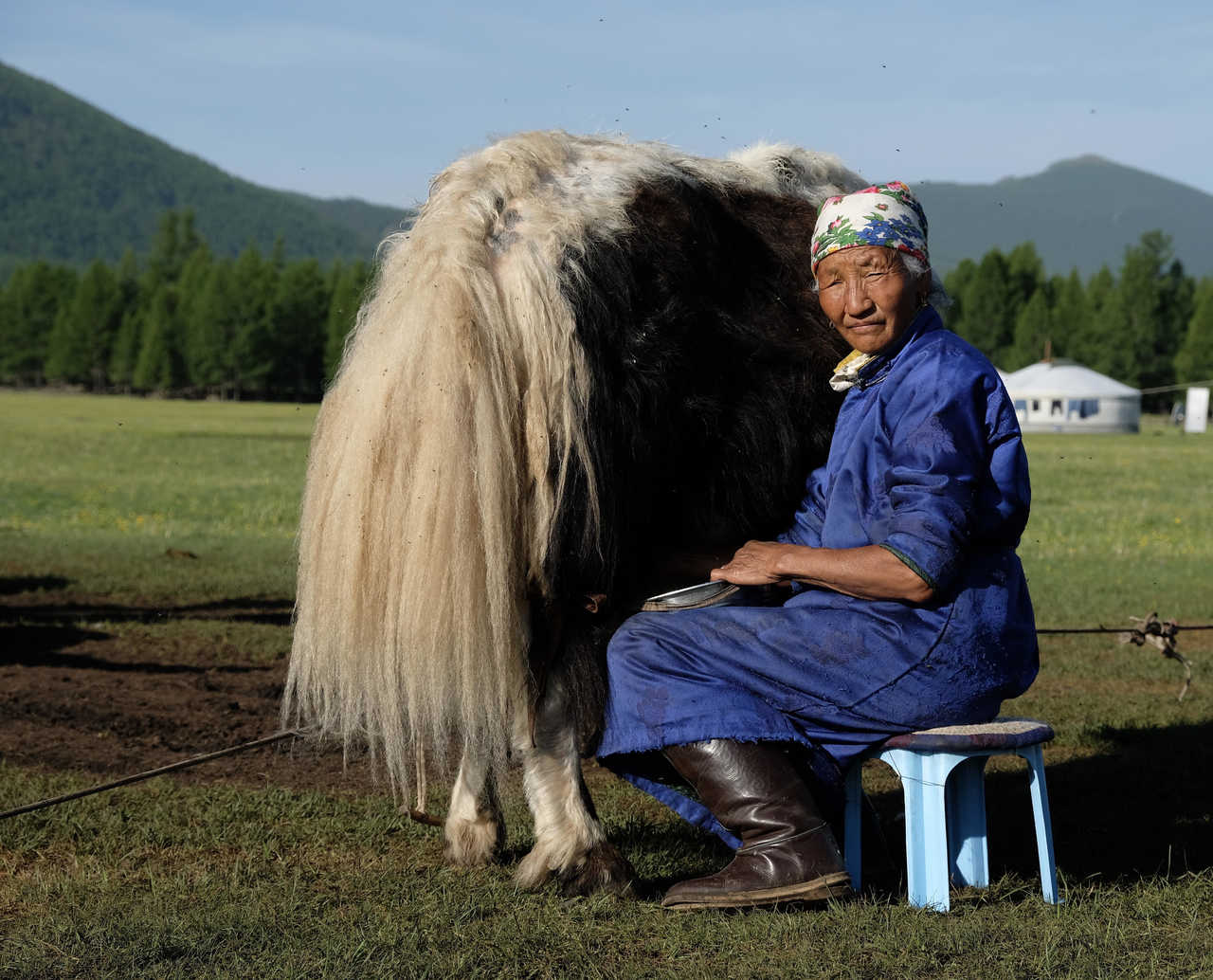 Traite de yacks dans l'Orkhon