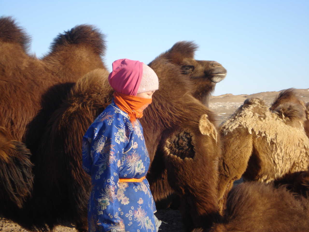 Traite des chamelles en Mongolie