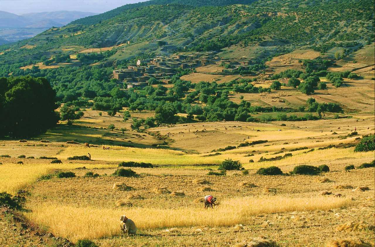 Travail aux champs, contreforts de l'Atlas, Maroc