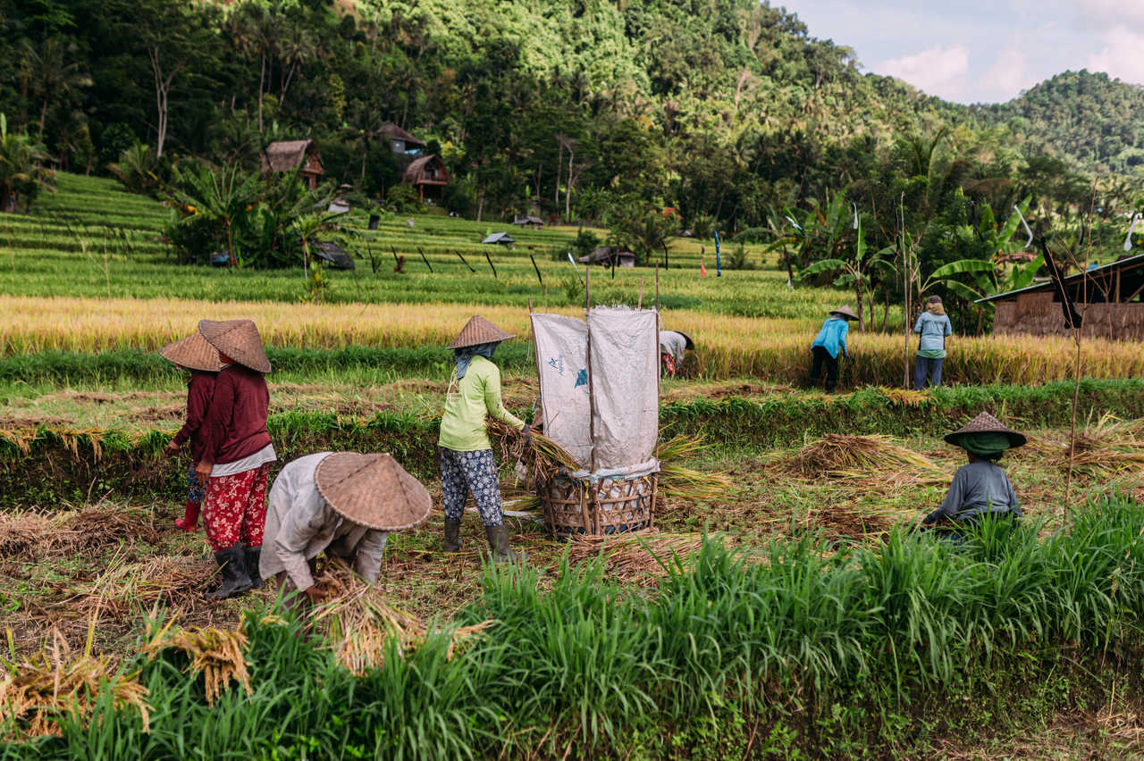 Travailleurs dans les rizières de Sidemen
