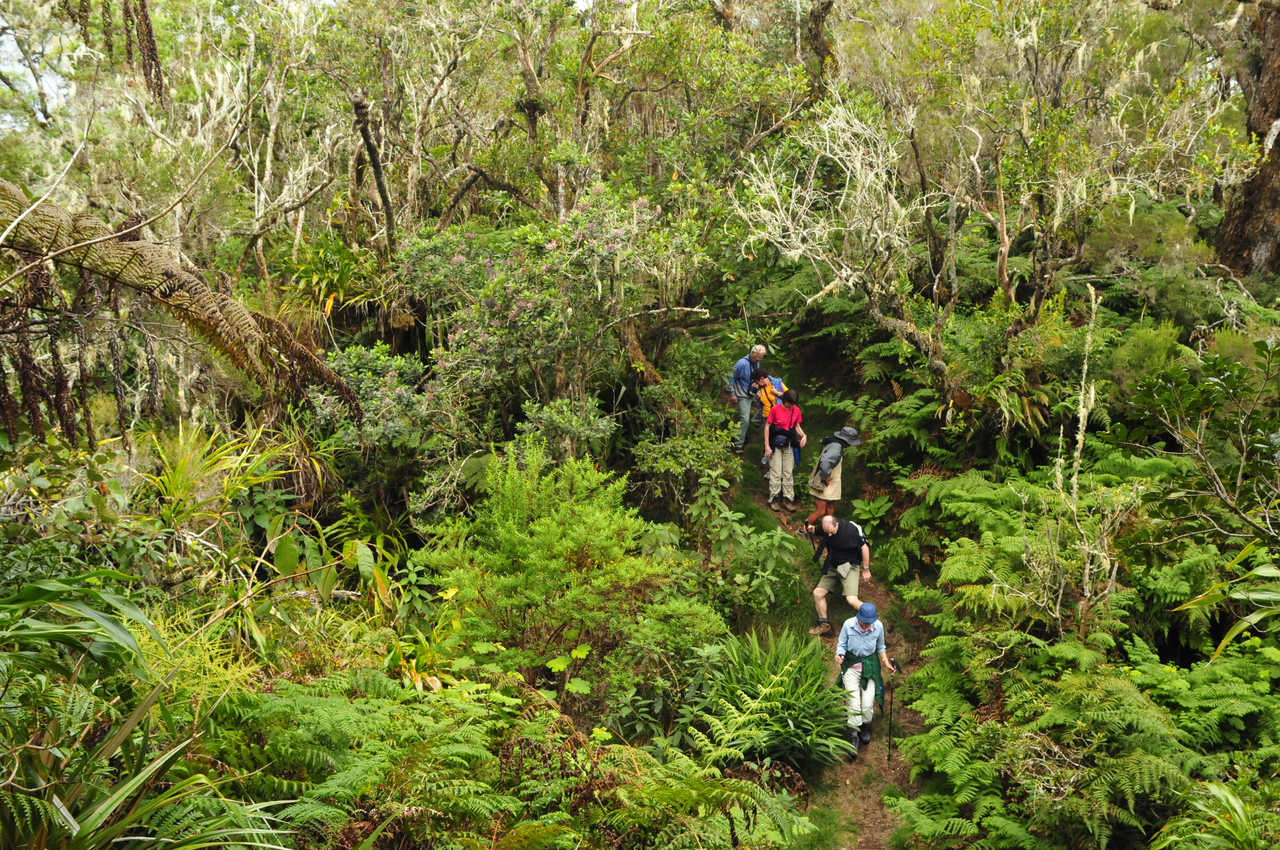 Trek Dans la forêt de Bois de couleurs à Salazie, la Réunion