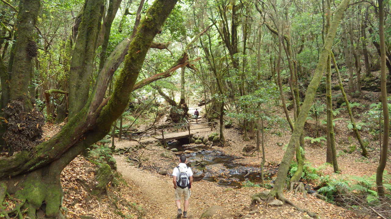 Trek en forêt sur l'île de La Gomera
