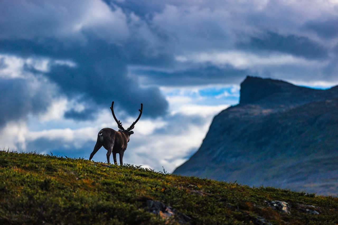 Trek Kungsleden été Wangkun / Fjällräven / imagebank.sweden.se