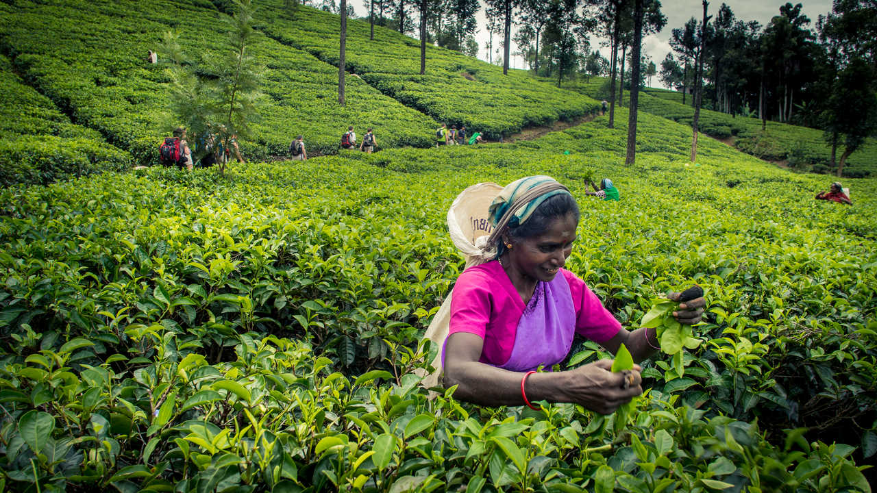 trek Sri Lanka, voyage aventure Sri Lanka, randonnées Sri Lanka