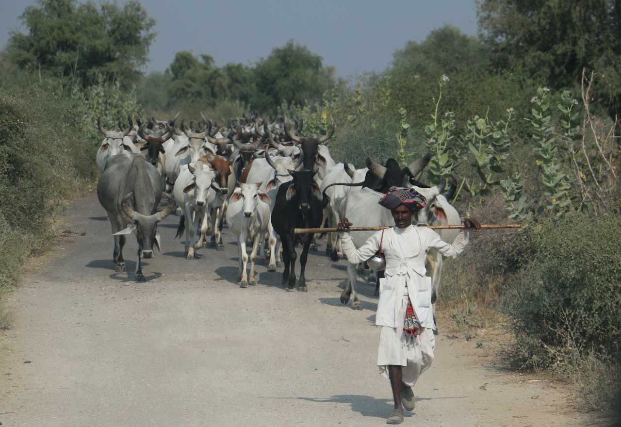 troupeau de boeufs à Salawas, Village en Inde