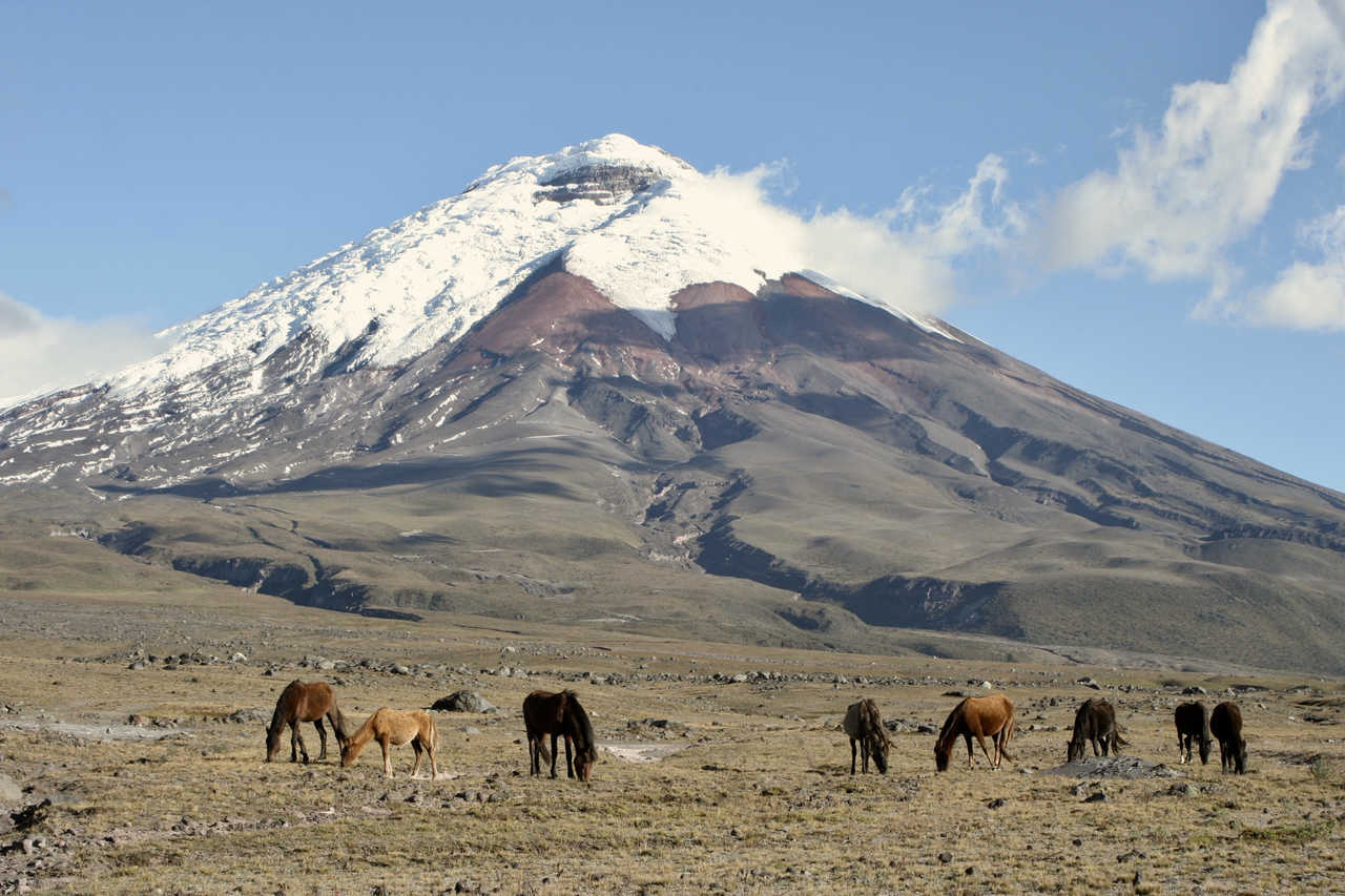 Troupeau de chevaux au pied du Cotopaxi en Equateur