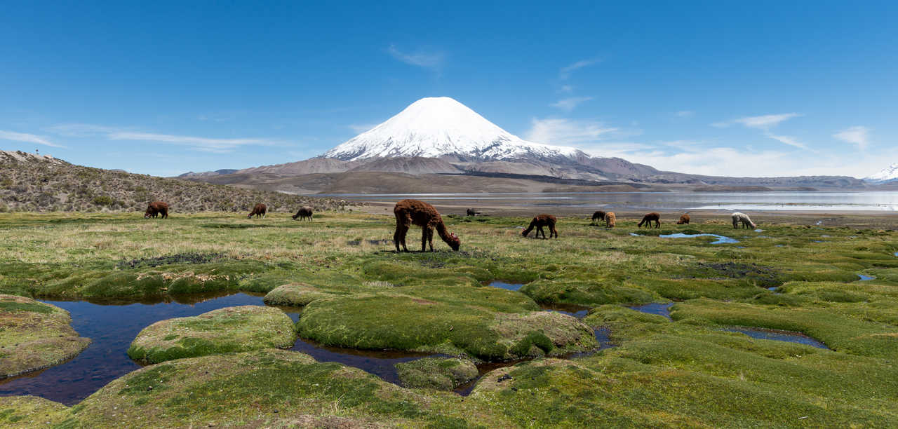 Troupeau de lamas et d'alpagas dans  les zones humides face au volcan enneigé Parinacota