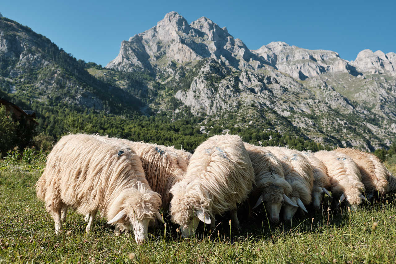 troupeau de mouton en albanie