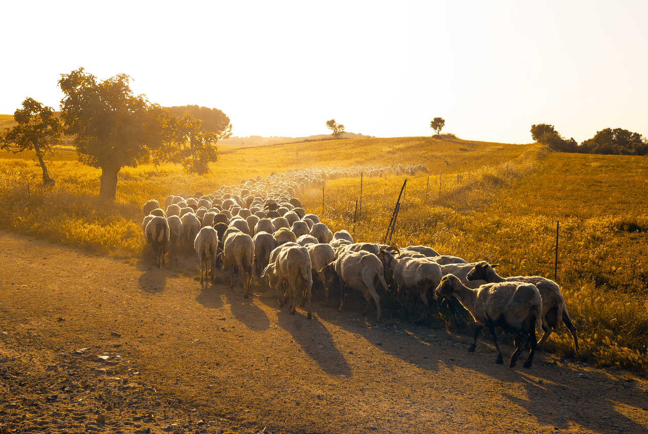 Troupeau de moutons au pâturage en Sardaigne
