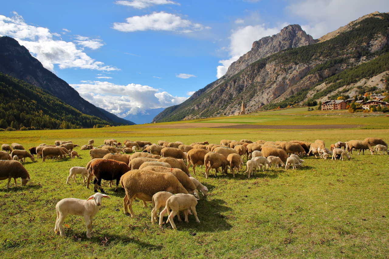 Troupeau de moutons avec le village de Ceillac en toile de fond, Queyras, Alpes du sud