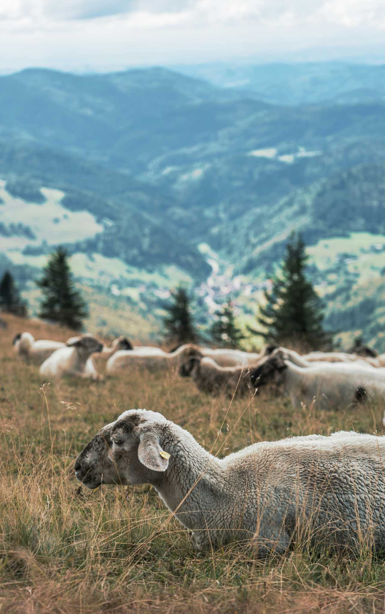 troupeau-de-moutons-dans-un-champ-belchen