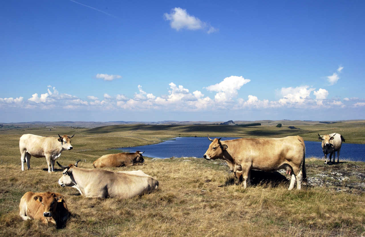 Troupeau de vaches Aubrac, Massif Central