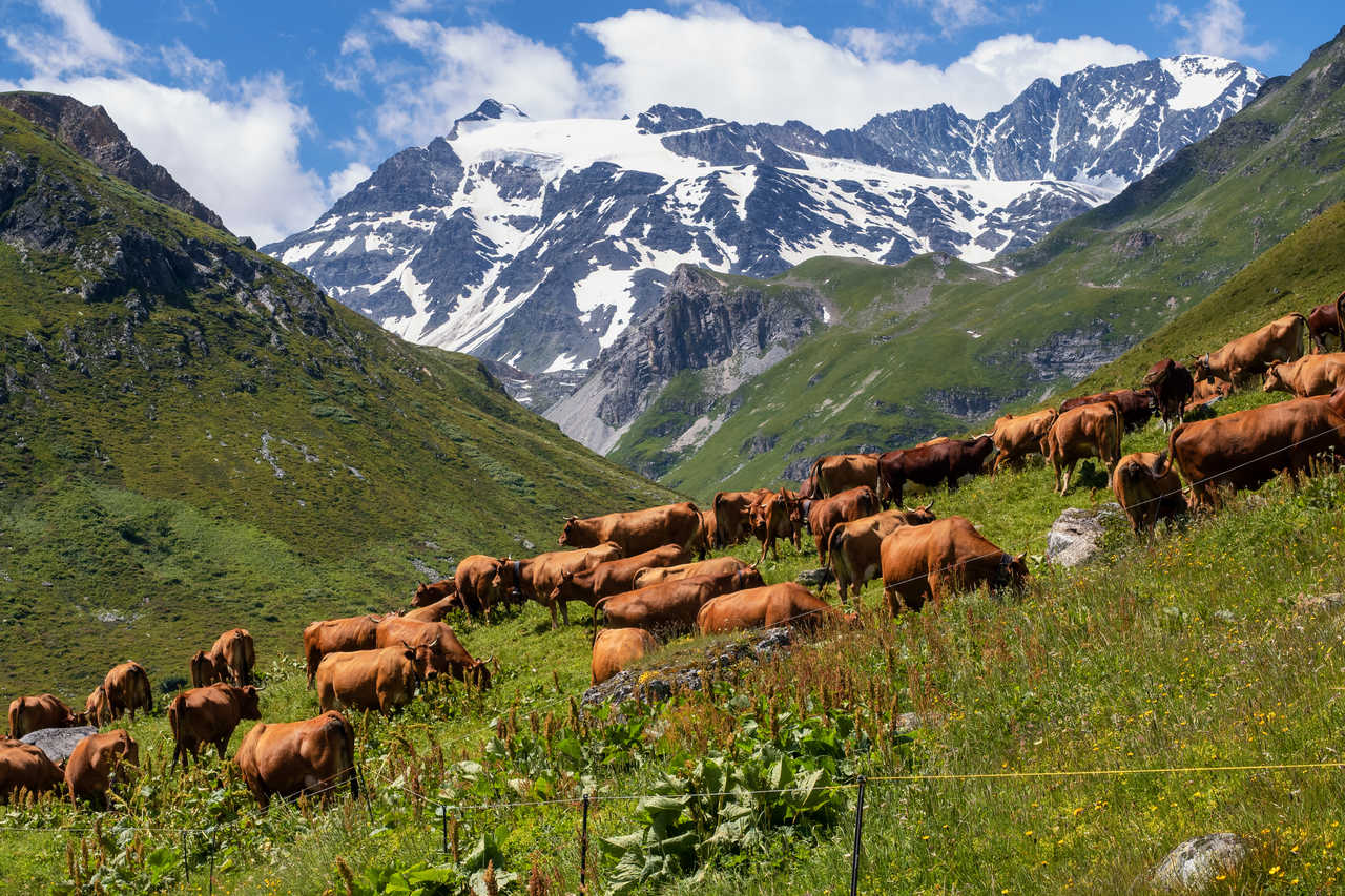 Troupeau de vaches sur le GR5 dans le massif de la Vanoise, Alpes du Nord