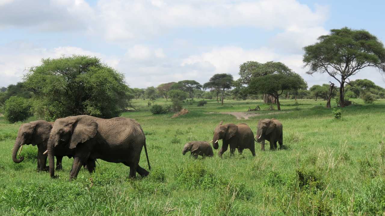 Troupeau d'éléphants dans le parc de Tarangire
