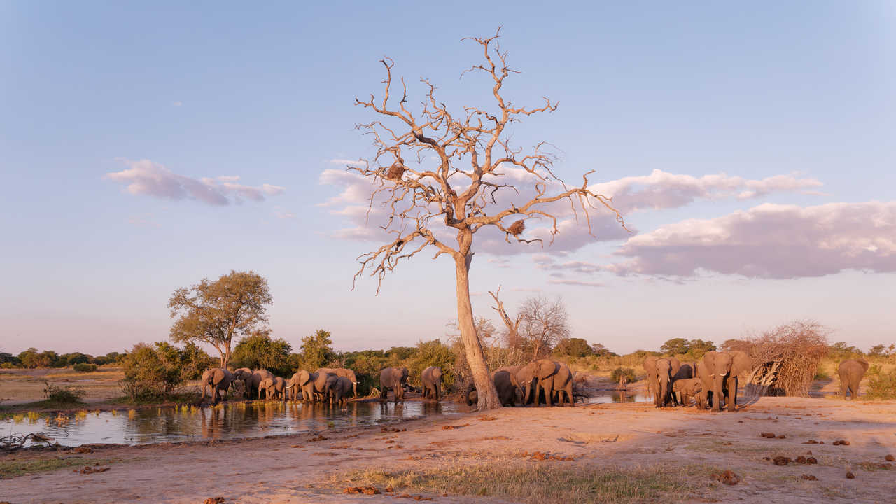 troupeau d'éléphants  près de l'étang dans le parc national de Hwange, au Zimbabwe